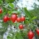 Sell wolfberry extract