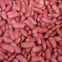 Light red kidney bean