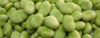 IQF Broad beans