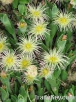 Sceletium (Kanna) Dried Cut