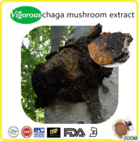 Chaga mushroom extract powder/Polysaccharides/pure natural inonotus obliquus extract powder