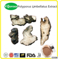 Free sample polyporus umbellatus extract/High quality 30%polysaccharides polyporus umbellatus extract powder