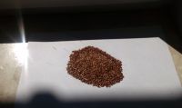 Flax seed 97 % Purity and 99, 5 % Purity