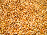 Yellow Corn for Animal Feed