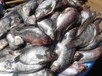 FROZEN TILAPIA WHOLE ROUND 500-800G