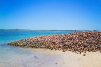 Wholesale Conch Shells from The Bahamas