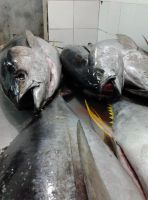 yellow fin tuna