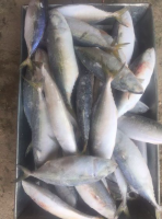 Frozen Mackerel Fish(Jack/Horse/Pacific/Atlantic )