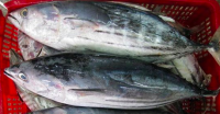 Frozen Skipjack Tuna Fish