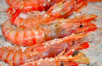 Frozen Shrimp/Prawns/PUD shrimps/crawfish/crayfish/Eel fish