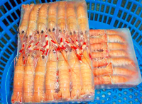 Frozen Whole Round IQF BQF Procambarus Clark II Crayfish / Crawfish