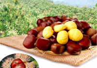 Natural sweet Easy to peel Fresh Chestnuts