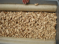 Blanched peanut kernels