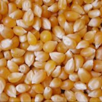 QUALITY WHITE / RED/ YELLOW CORN / MAIZE FOR SALE