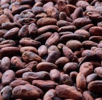 Sun Dried Cocoa Beans available