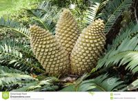 all kind of Cycad cones for sale