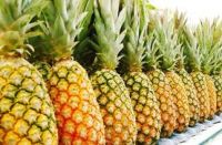 Fresh Pineapple For Sale