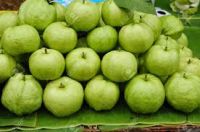 Fresh Guava For Sale