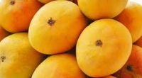 Fresh Mango For Sale