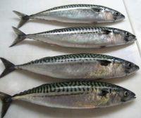 Frozen Hilsa Fish, Mackerel fish, queen fish, Red Pacu fish.