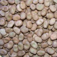 Dried Broad Beans bulk dry fava beans