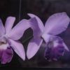 Sell cattleya