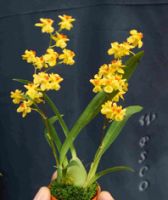 Sell Oncidium