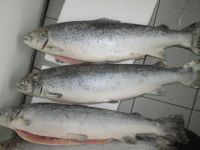Atlantic Salmon Chile