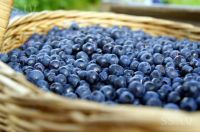 Selling fresh blueberries from Latvia!