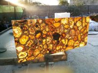 Petrified wood gemstone slab