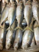 Frozen Fish, Salmon fillet, mackerel , Tuna , oil fish