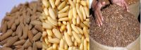 Good Quality Pakistan/Brazillian Pine Nuts in Shell/ PineNuts without shell