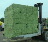 Quality Alfalfa Hay