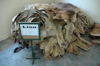 African lion hides for sale / Lion skin direct supply.