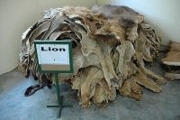 wet and Dry salted Lion hides and skins from Kenya.