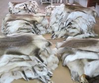 Wet salted and Dry salted Reindeer Skins, Reindeer Furs .