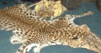 leopard hides and Lion hides and skin from Kenya.