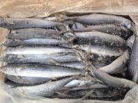 Sell Frozen Spanish Mackerel IQF / Atlantic Mackerel Fishes