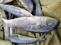 Sell Sea Frozen Mahi Mahi Whole Round Sell / Whole Round IQF Mackerel Fish