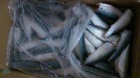 Sell Frozen Spanish Mackerel IQF / Atlantic Mackerel Fishes