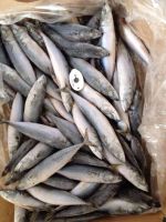 Sell Sea Frozen Fishes - Pacific Mackerel / Pacific Jack Mackerel / Trachurus symmetricus / Californian Jack Mackerel / Jack Mackerel