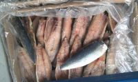 Sell Fresh Pacific Mackerel Fish Fillet / Frozen Steaks Fish / Frozen Cutlets Fish / Cooking Frozen Fillets Fish