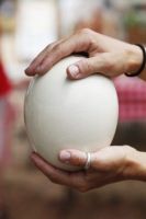 ostrich eggs for sale