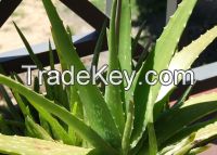 Fresh ALoe vera leaves for face uses