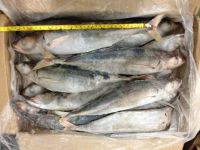 mackerel fish, yellow tail tuna, skipjack tuna, Horse Mackerel, arowana fish, tuna, 