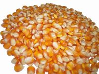 Yellow Corn for sale