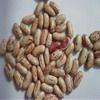 Sell Light Speckled Kidney beans (long shape, round shape)