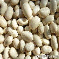 White Kidney beans (Japanese Type, Bashake Type, long &middle type)