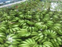 PREMIUM CAVENDISH BANANA - BEAUTIFUL GREEN - SPECIAL PRICE .