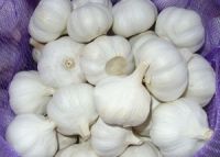 High quality Fresh Garlic